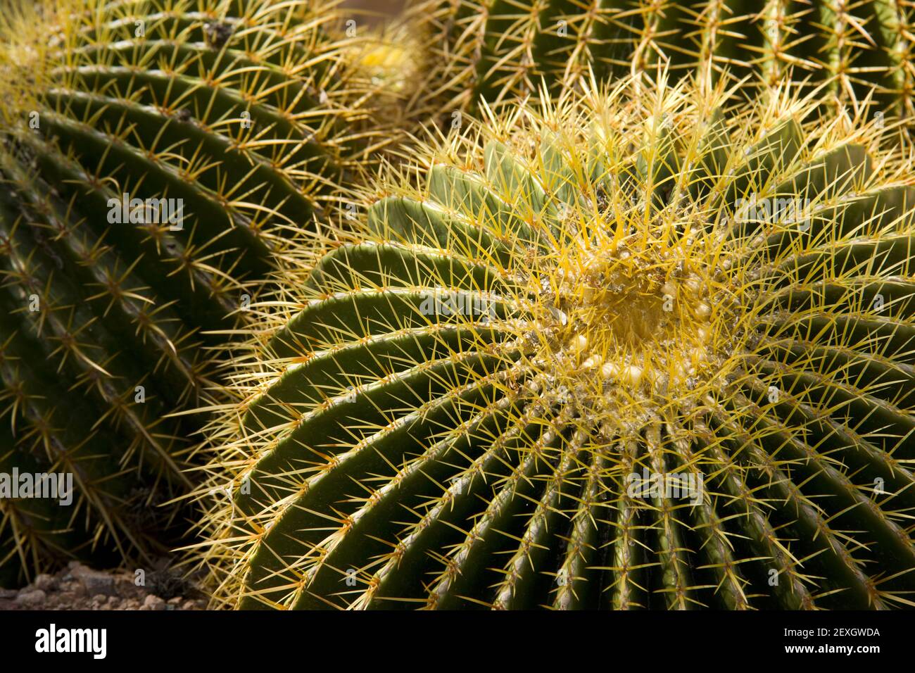 Vita vegetale nel deserto del Cactus spinoso Foto Stock
