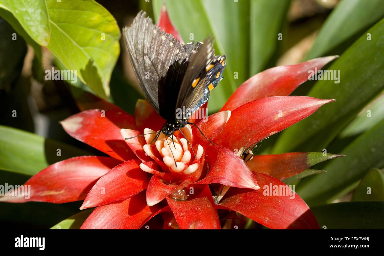 Pipevine Swallowtail Insect Butterfly atterrato Foto Stock