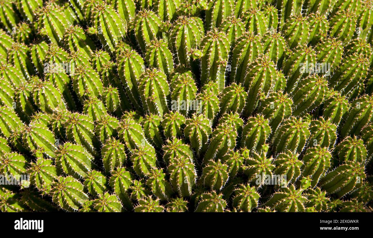 Cactus Festival Desert Ground Plant Foto Stock