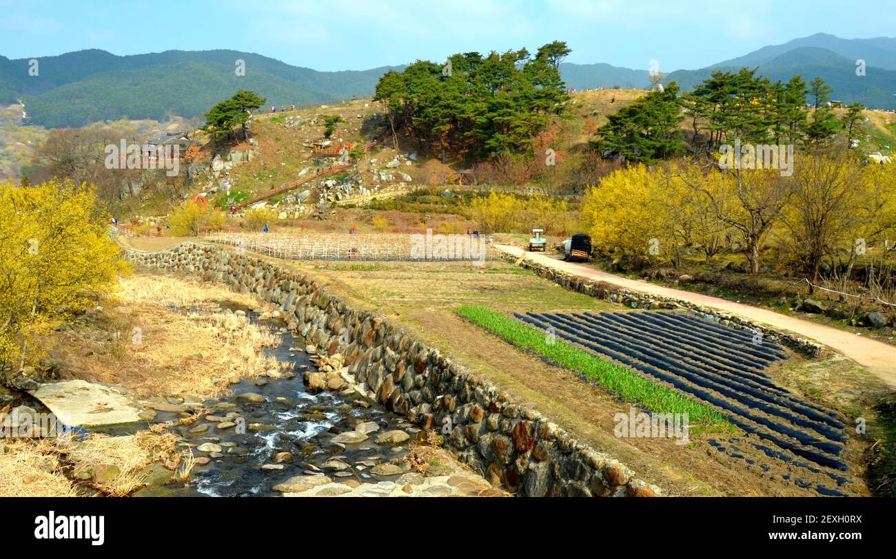 Paesaggio della contea di Gurye (Corea del Sud) durante il festival dei fiori di Sansuyu Foto Stock
