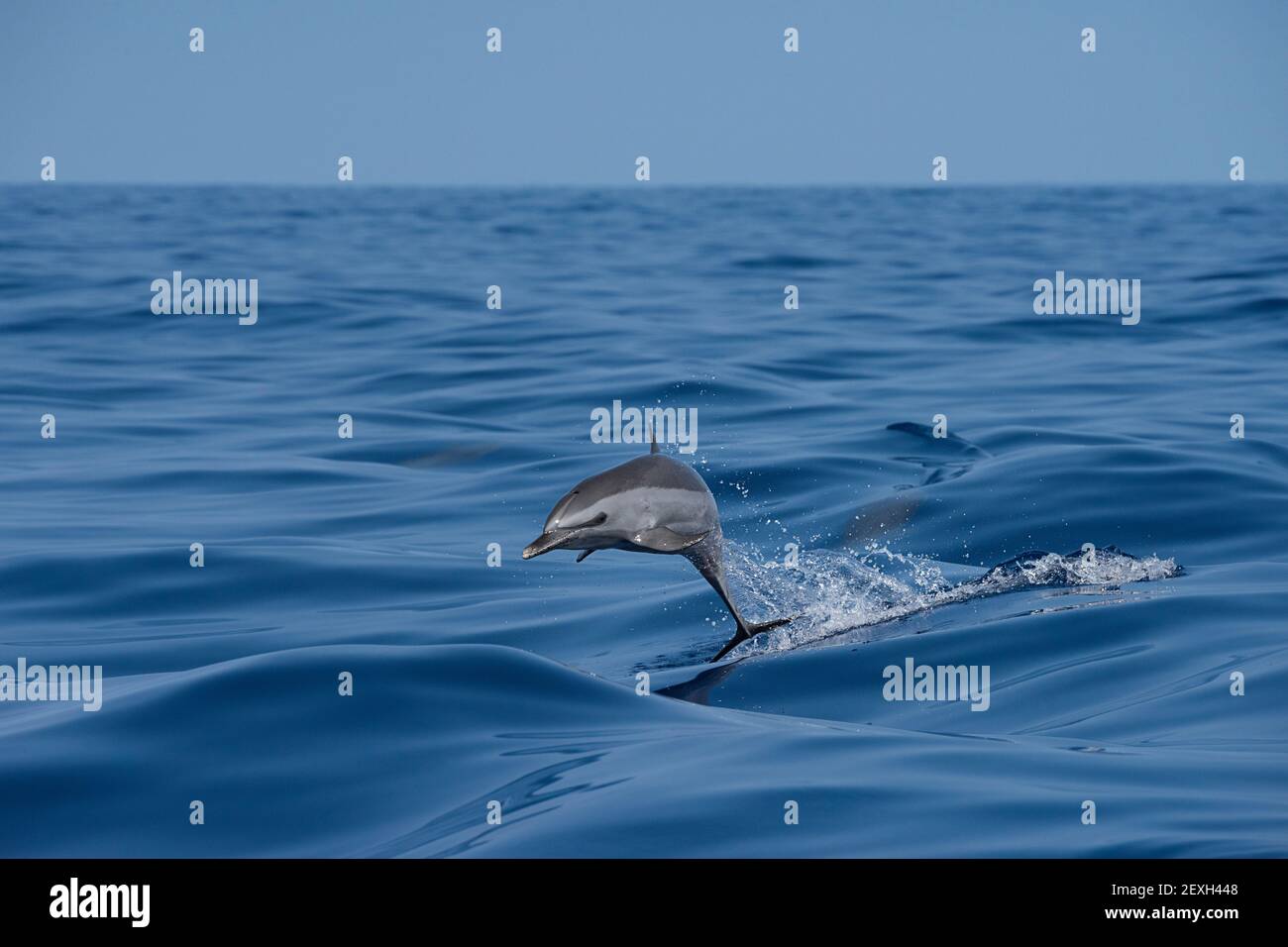 Delfino Panttropicale macchiato, Stenella attenuata, saltando in barca wake, Sud Kona, Hawaii ( la Grande Isola ), Stati Uniti ( Oceano Pacifico Centrale ) Foto Stock