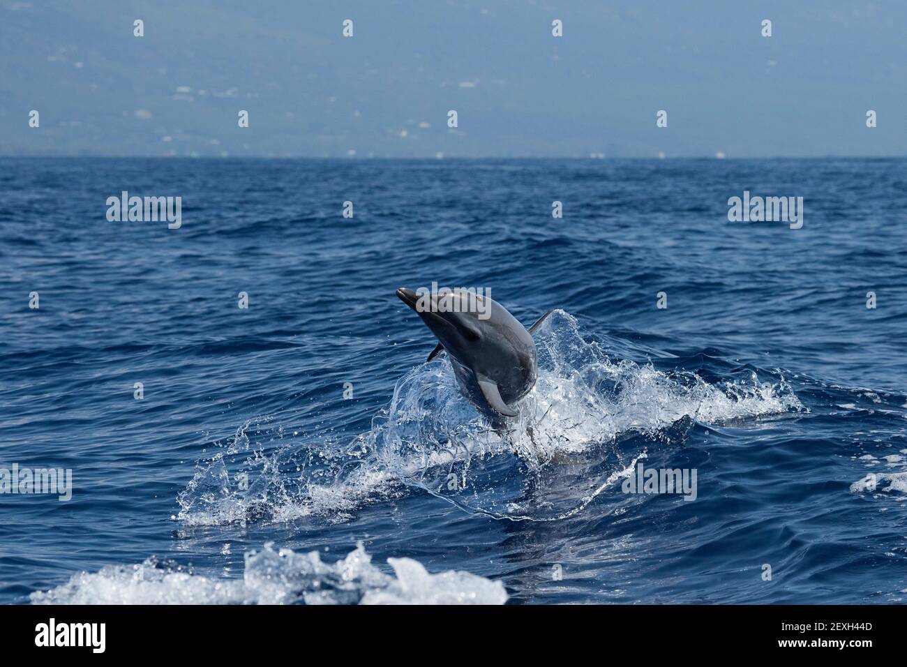 Delfino panttropicale macchiato, Stenella attenuata, saltando e girando in una scia in barca, si sfoglia da una 'hula gonna' di acqua, Kona del Sud, Hawaii Foto Stock