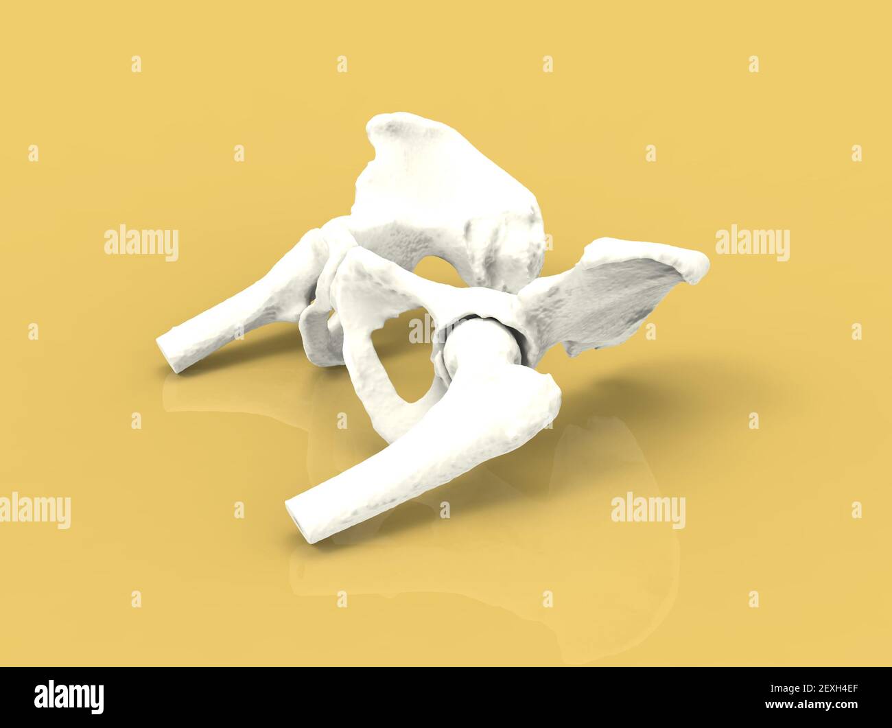 Modello di osso umano, anatomia dell'anca, rendering 3D Foto Stock