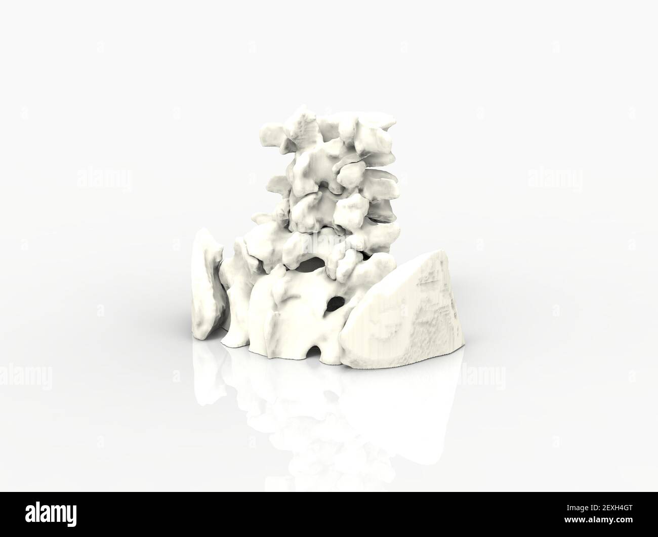 Modello di colonna vertebrale umana, parte inferiore, rendering 3D Foto Stock