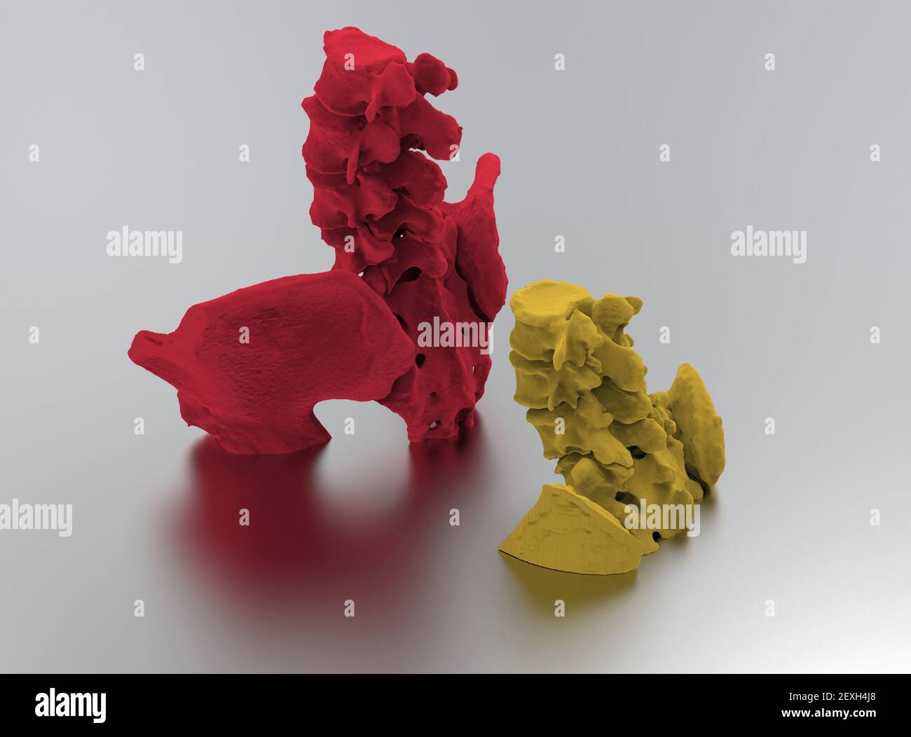 Modello di ossa della colonna vertebrale colorate umane su sfondo metallico, parte inferiore, rendering 3D Foto Stock