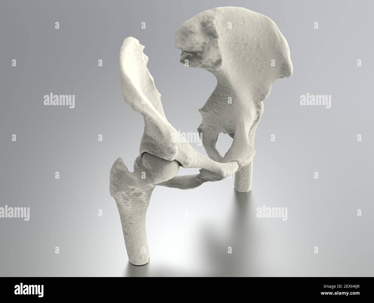 Modello di osso umano, anatomia dell'anca su sfondo metallico, rendering 3D Foto Stock