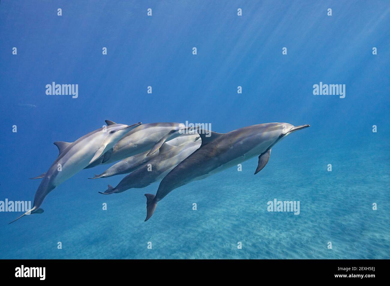 Delfini hawaiani o delfini dal porro di Grey, Stenella longirostris longirostris, ho'okena, Kona del Sud, Hawaii (la Grande Isola), Stati Uniti Foto Stock
