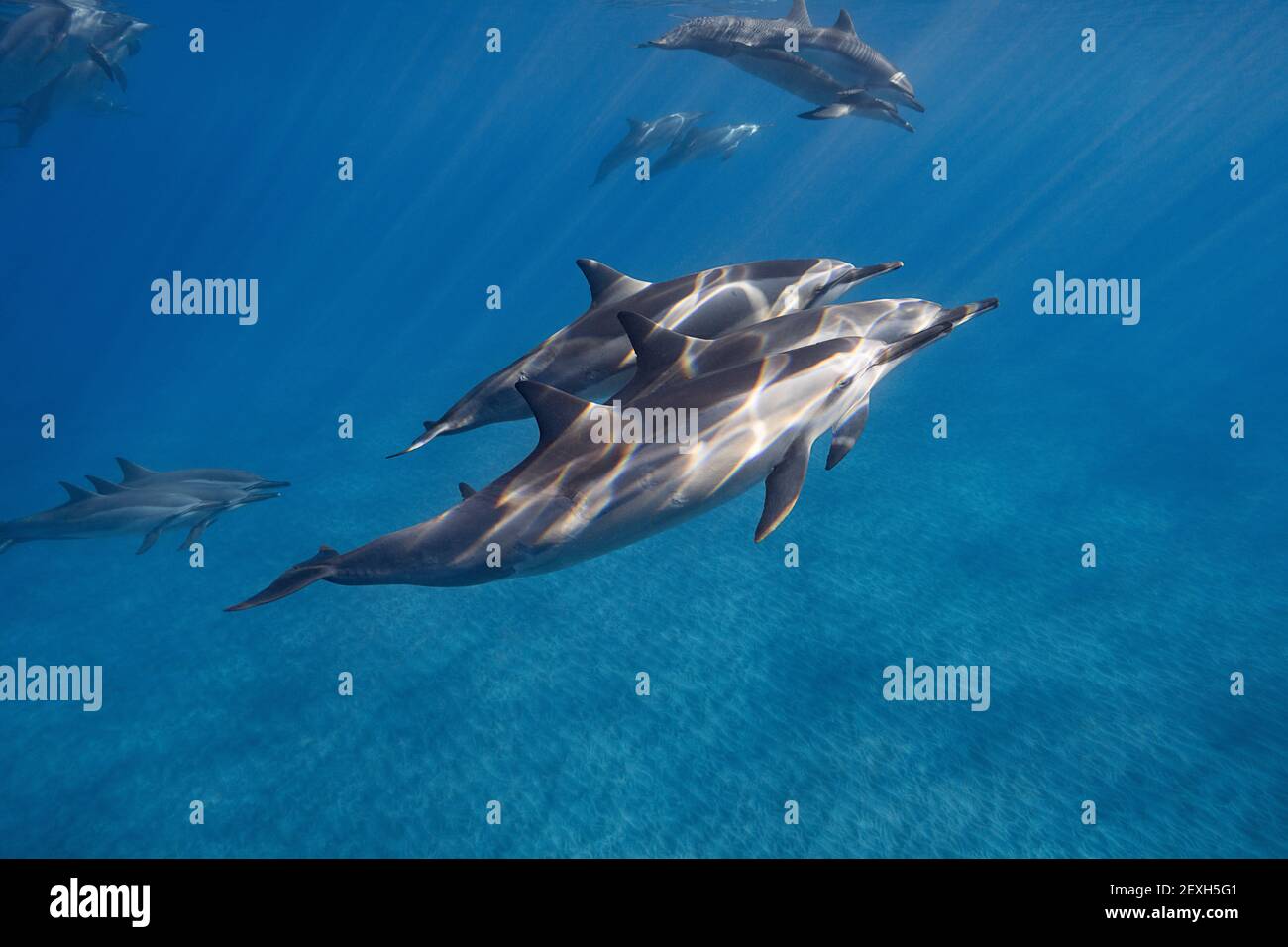 Delfini hawaiani o delfini dal porro di Grey, Stenella longirostris longirostris, in modalità di riposo, ho'okena, Kona del Sud, Hawaii (la Grande Isola) Foto Stock