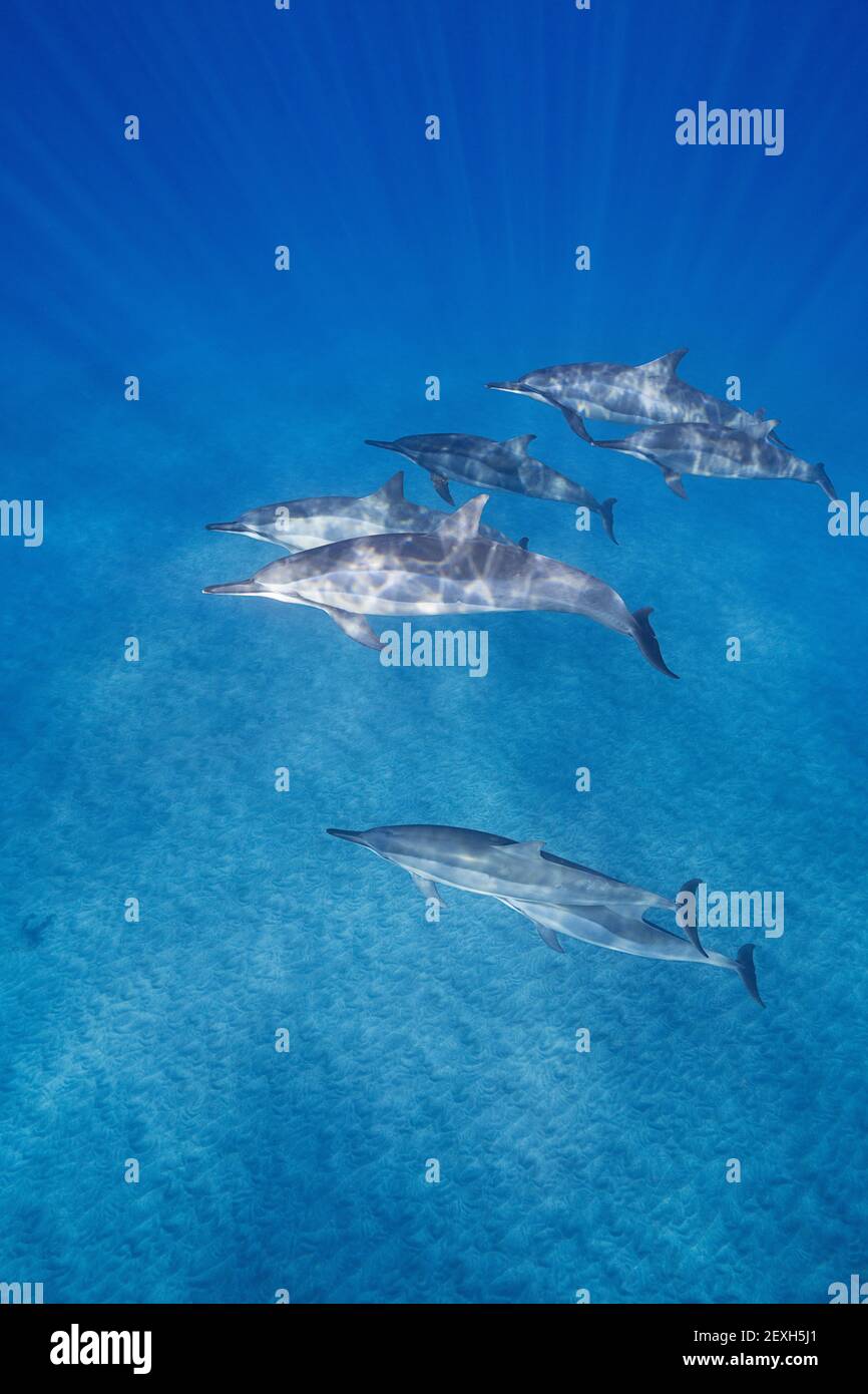 Delfini hawaiani o delfini dal porro di Grey, Stenella longirostris longirostris, ho'okena, Kona del Sud, Hawaii (la Grande Isola), Stati Uniti Foto Stock