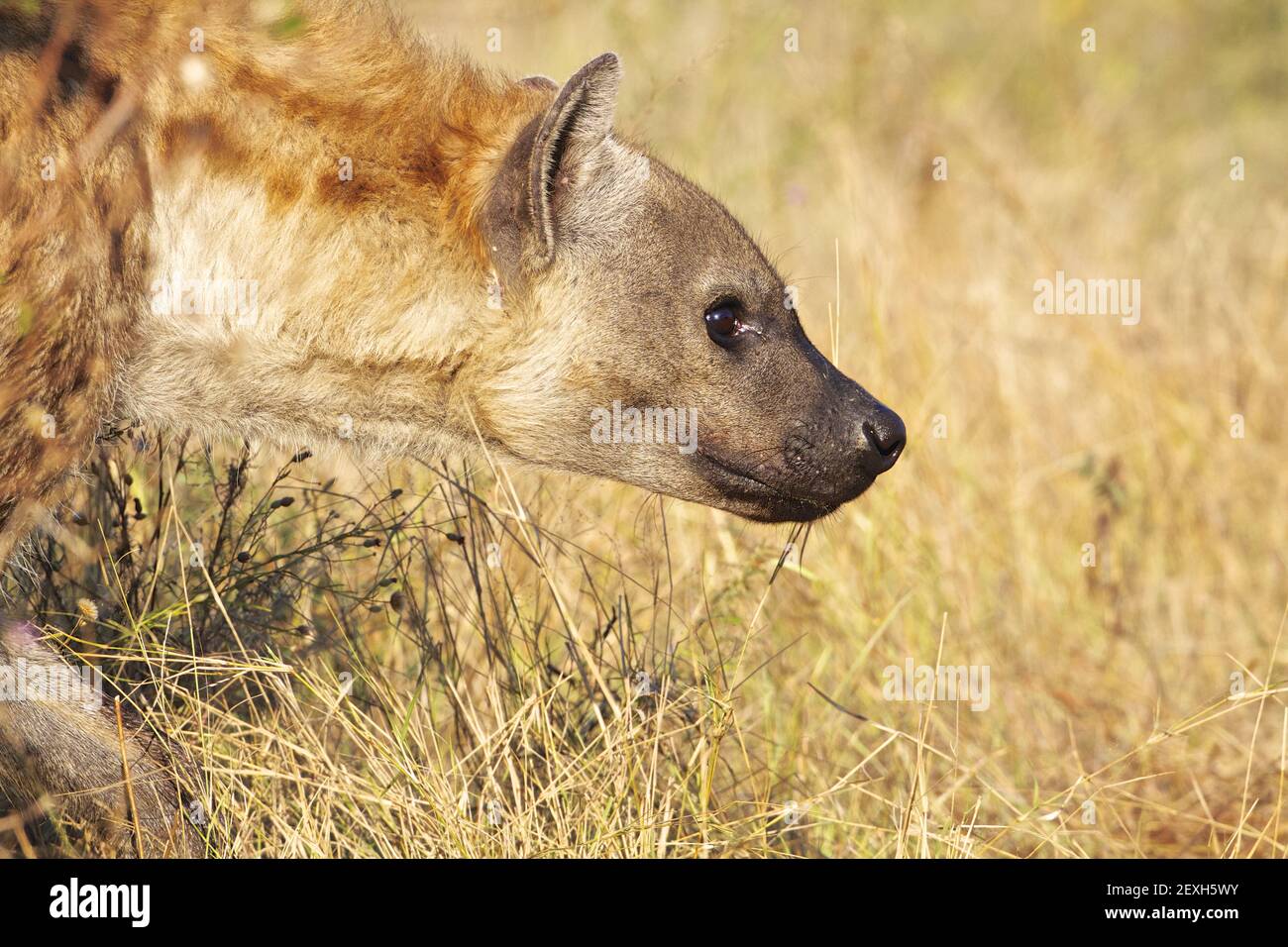 Spotted Hyaena Foto Stock