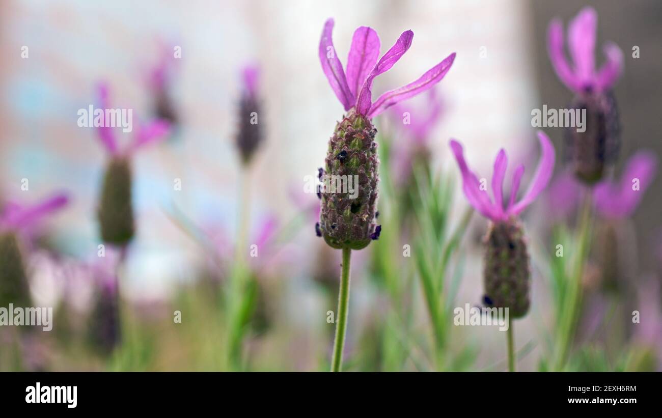 Melbourne Foto della città Foto Stock