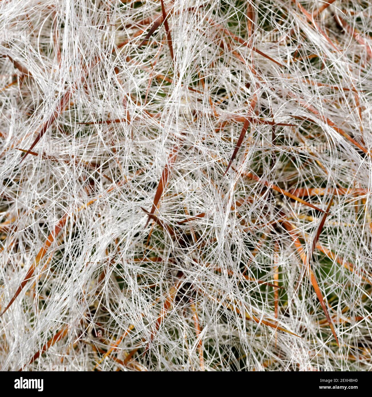 Oreocereus celsianus cactus primo piano Foto Stock