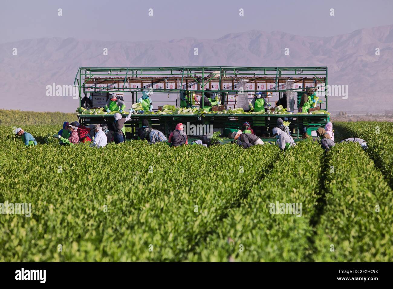 Lavoratori di campo ispanici che raccolgono & imballano il sedano organico 'Apium graveolens var. Dulce, raccolto di campo. Foto Stock