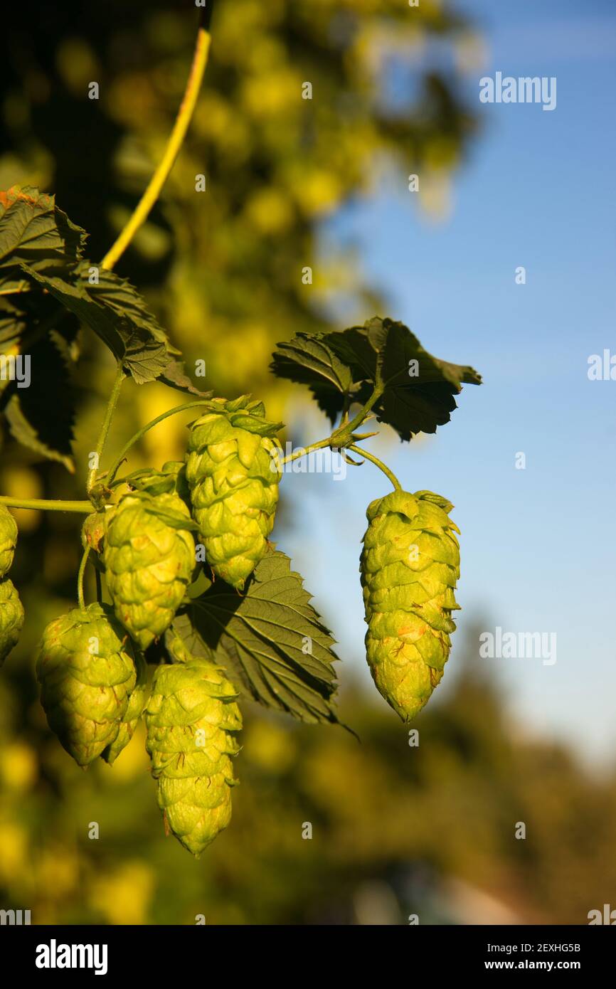 Il verde il luppolo cresce su vite agricoltori campo agricolo Foto Stock