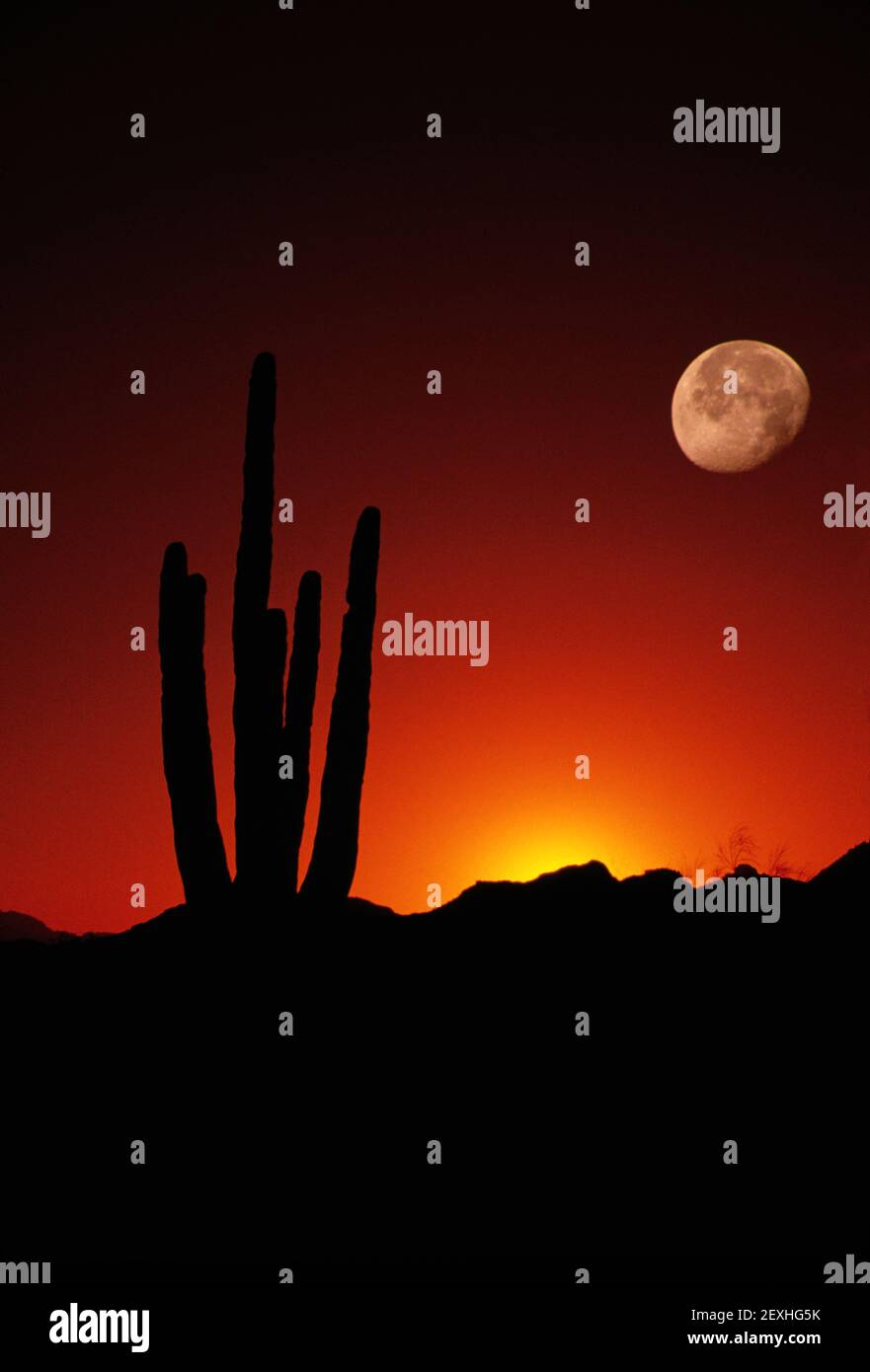 Composizione verticale che mostra Saguaro Cactus e Luna piena al Tramonto Foto Stock