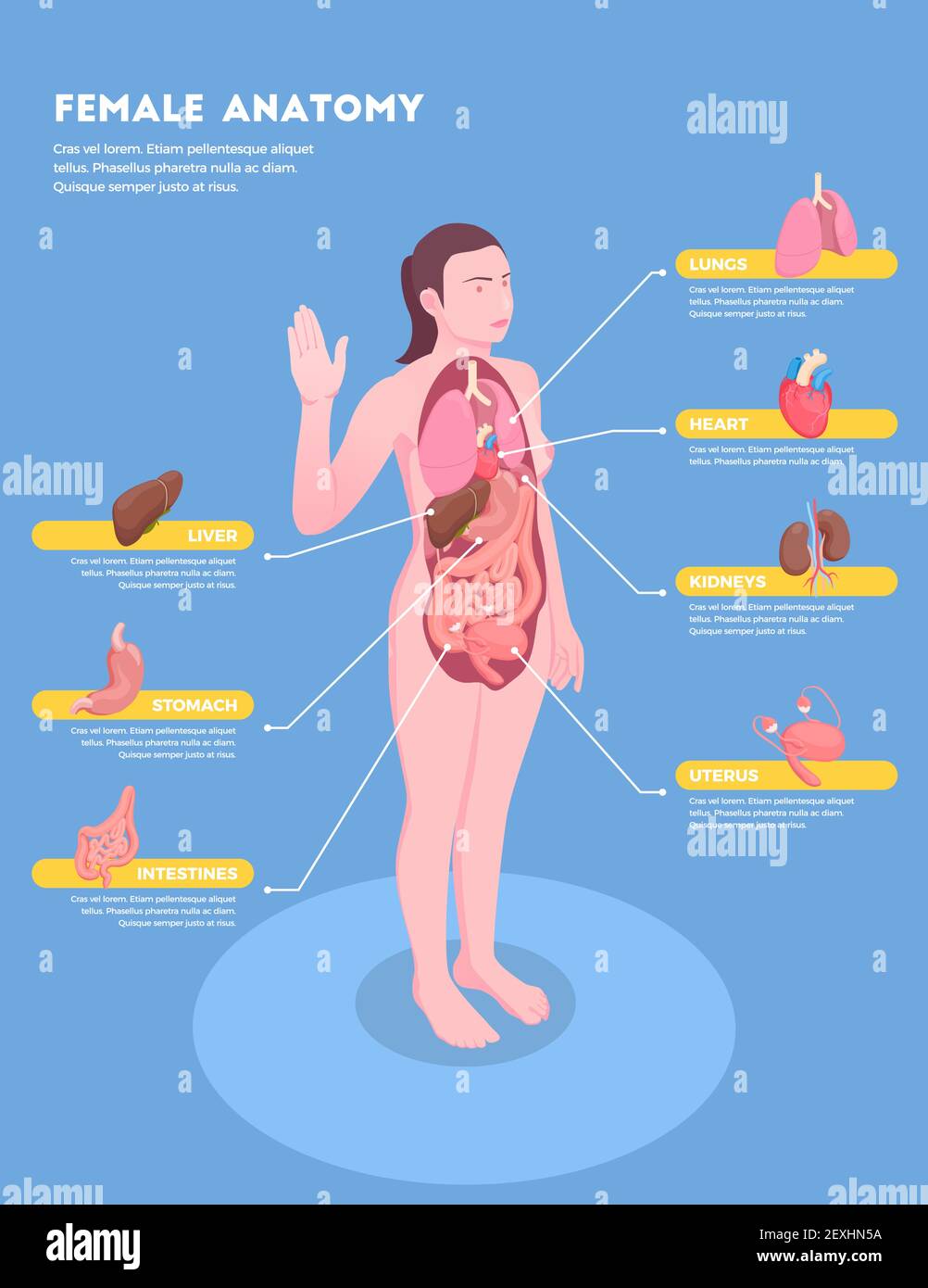 Anatomia femminile infografica isometrica con corpo femminile e organi interni illustrazione vettoriale 3d Illustrazione Vettoriale