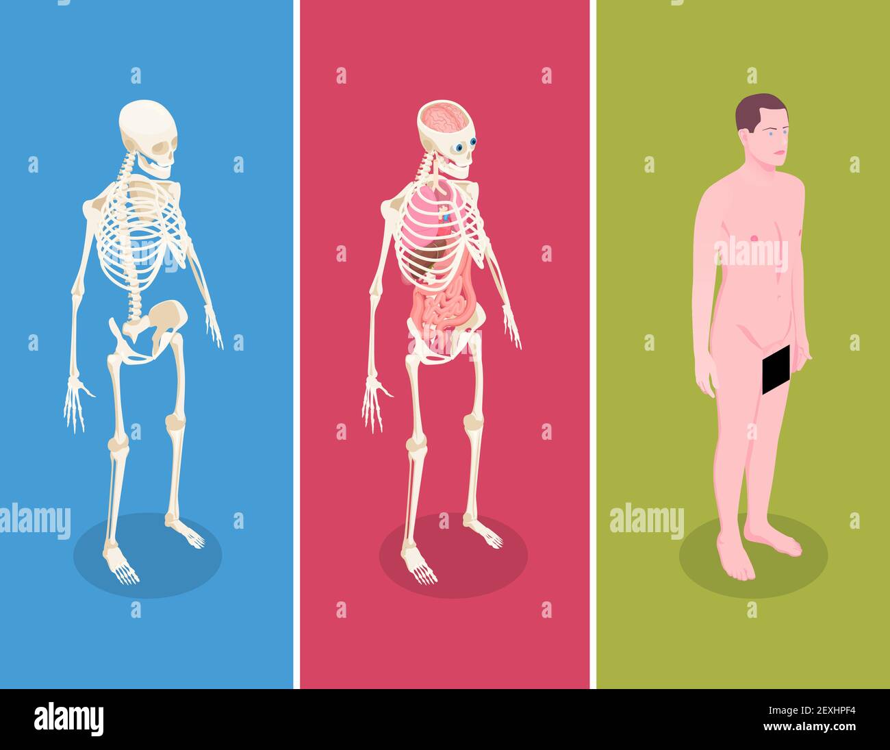 Banner isometrici anatomici con corpo maschile e due umani scheletri su sfondo colorato immagine vettoriale isolata in 3d Illustrazione Vettoriale