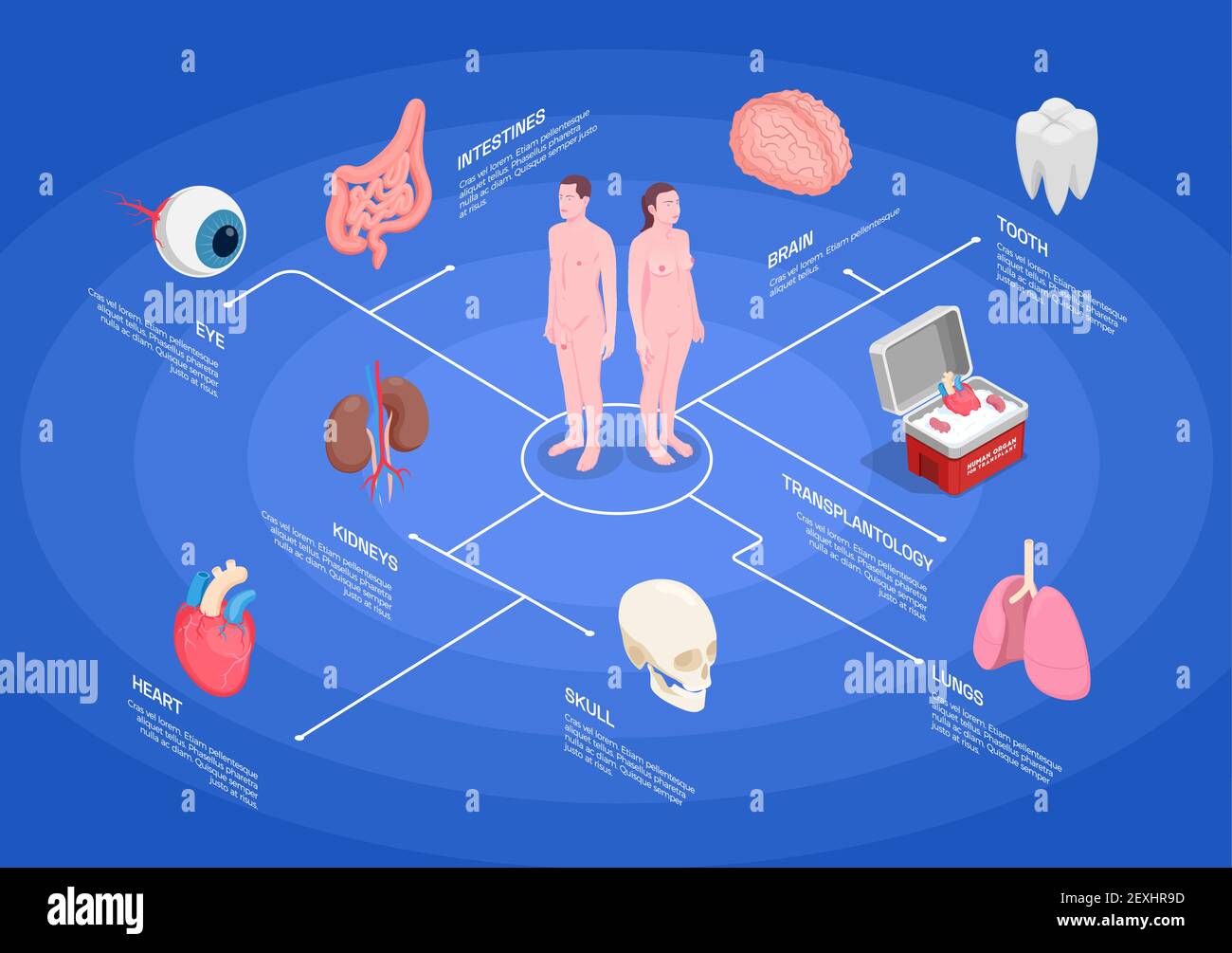 Organi umani diagramma di flusso isometrico con reni cuore occhio polmoni dente cervello su sfondo blu immagine vettoriale 3d Illustrazione Vettoriale