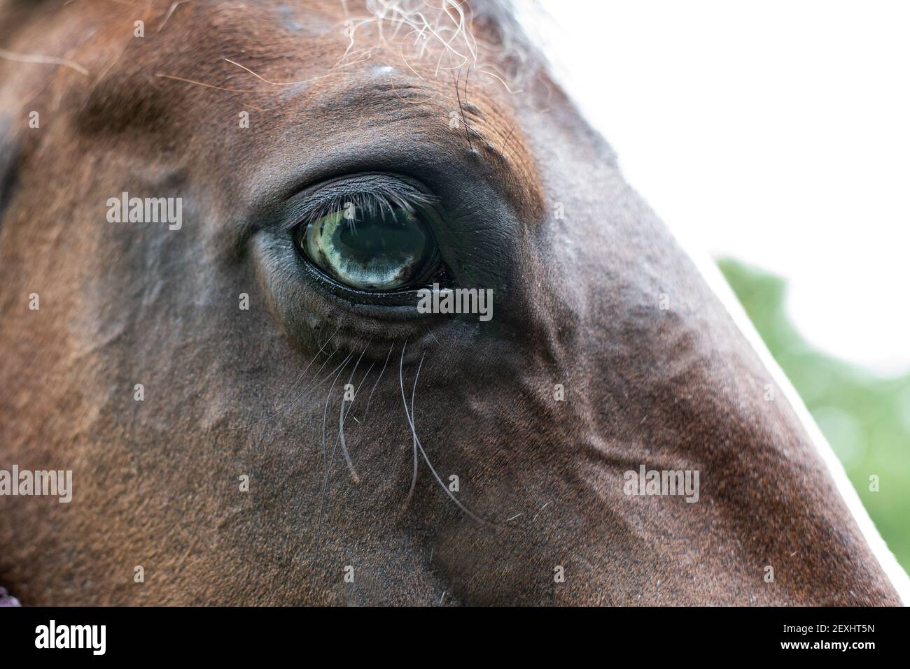 American Paint Horse mare con occhi blu da vicino Foto Stock