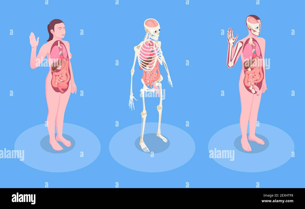 Corpo umano maschile e femminile e organi interni 3d isometrico illustrazione vettoriale Illustrazione Vettoriale