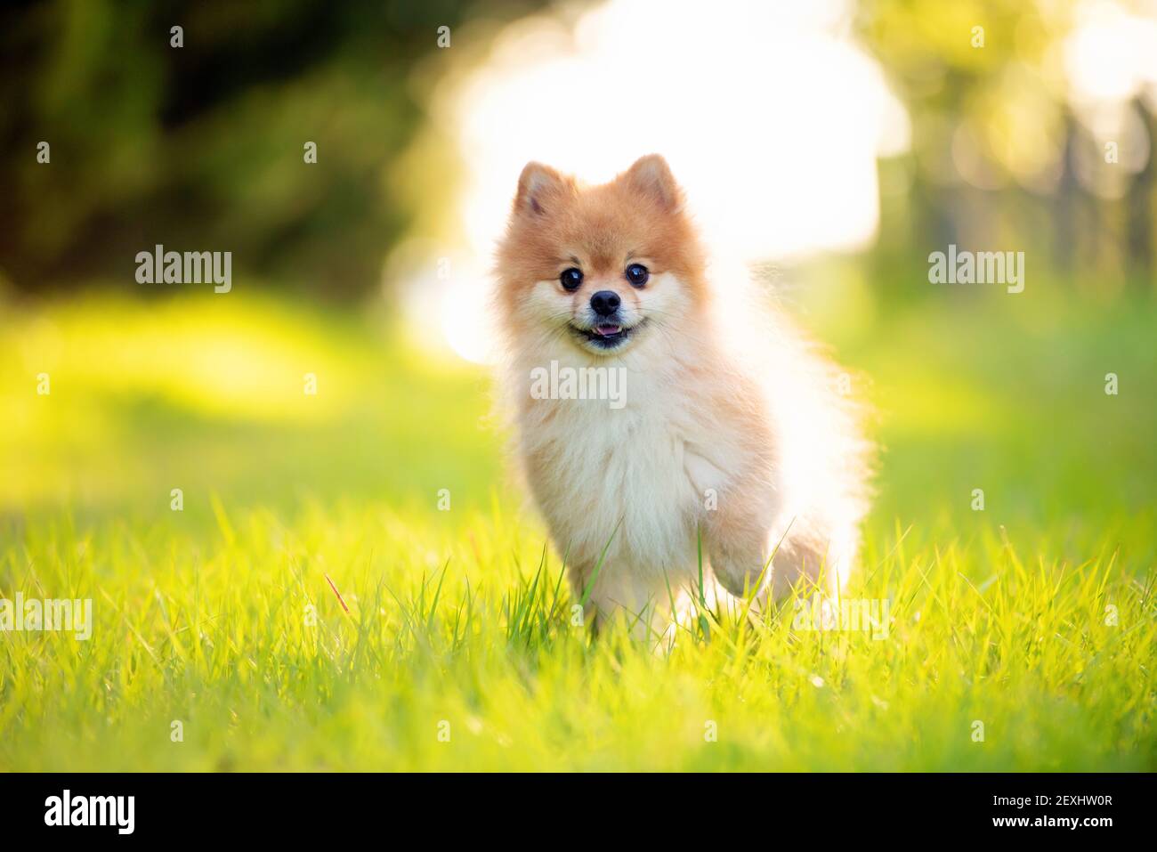 Cane Pomeraniano adulto all'aperto su campo erba, sole giorno d'estate, pelliccia d'oro Foto Stock