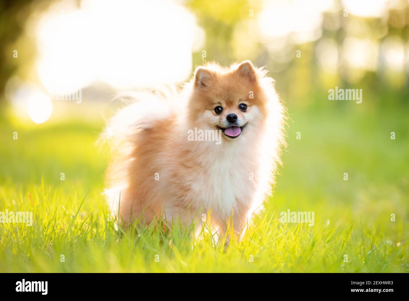 Cane Pomeraniano adulto all'aperto su campo erba, sole giorno d'estate, pelliccia d'oro Foto Stock