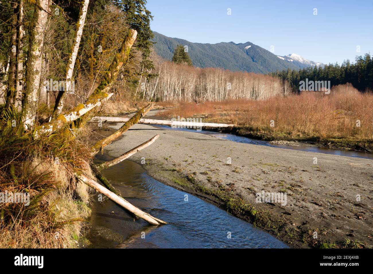 Inverno lungo il torrente di montagna Hoh River Banks Olympic Mountains Foto Stock