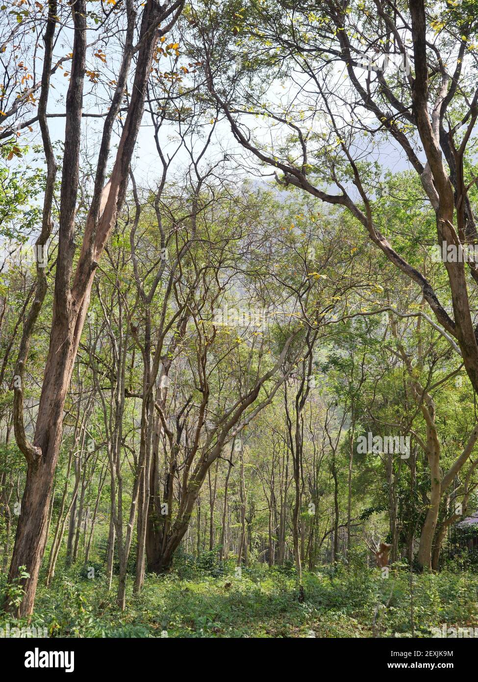 Bruno ramo e foglie verdi cespuglio di albero in foresta in estate con cielo blu in background, foglia che diventa giallo in Thailandia Foto Stock