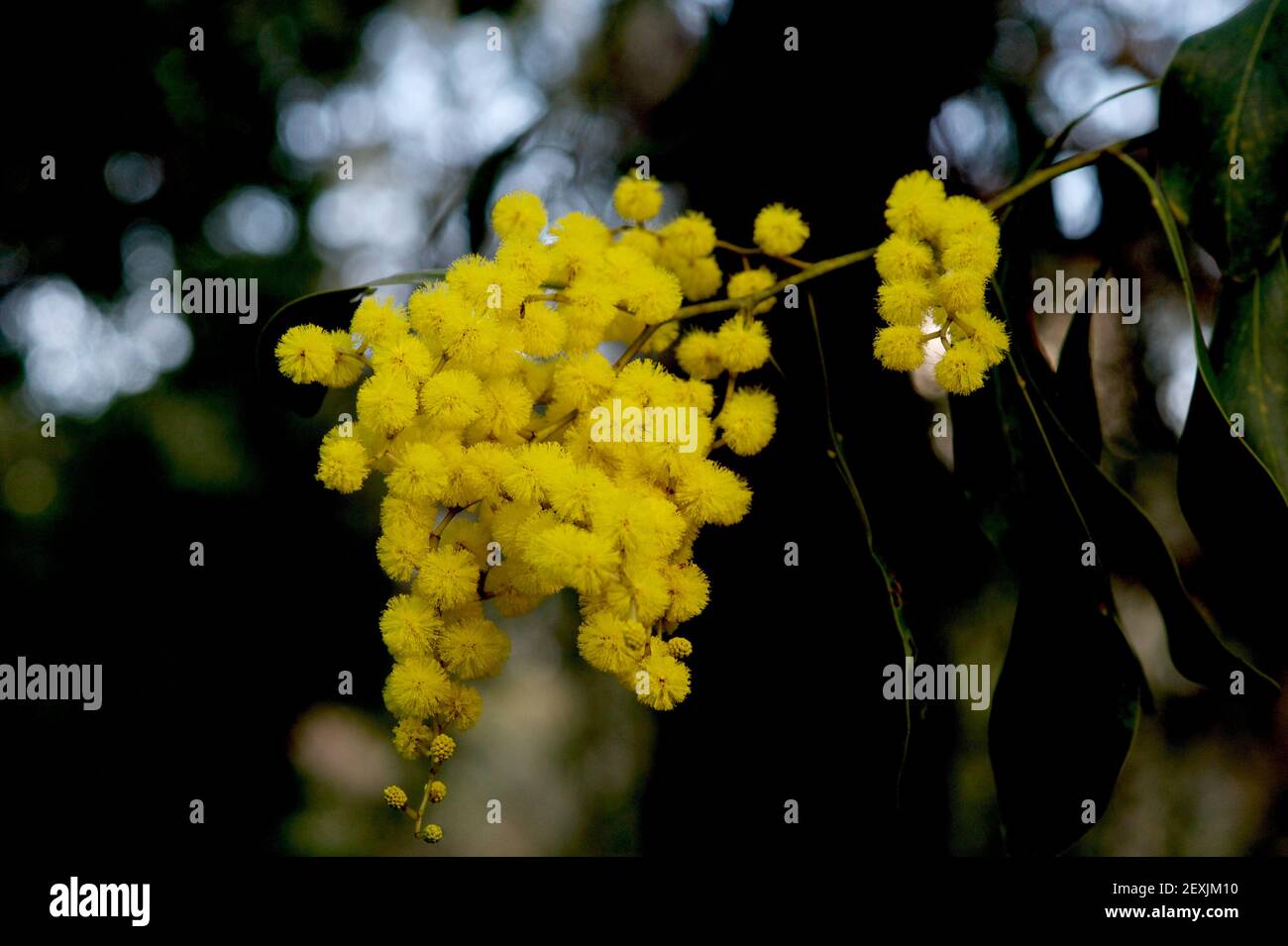 Golden Wattle (Acacia Pycnantha) in abbondanza - emblema floreale dell'Australia in mostra alla Blackburn Lake Reserve a Victoria, Australia. Foto Stock