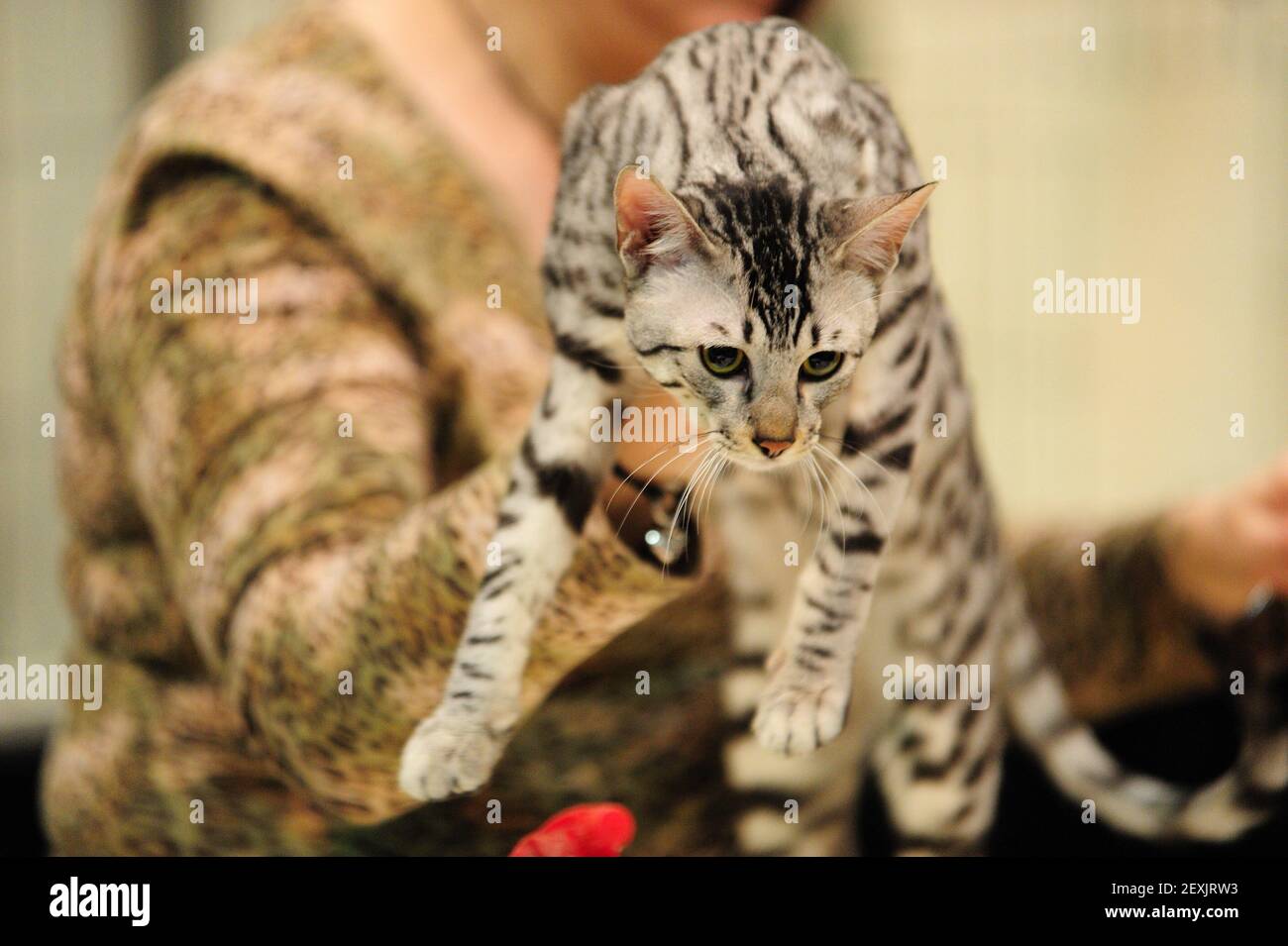 Un gatto di Savannah chiamato Peace viene giudicato allo spettacolo,  durante l'International Cat Show del 2014, il 24 gennaio 2014. (Foto di  Alex Milan Tracy/Sipa USA Foto stock - Alamy