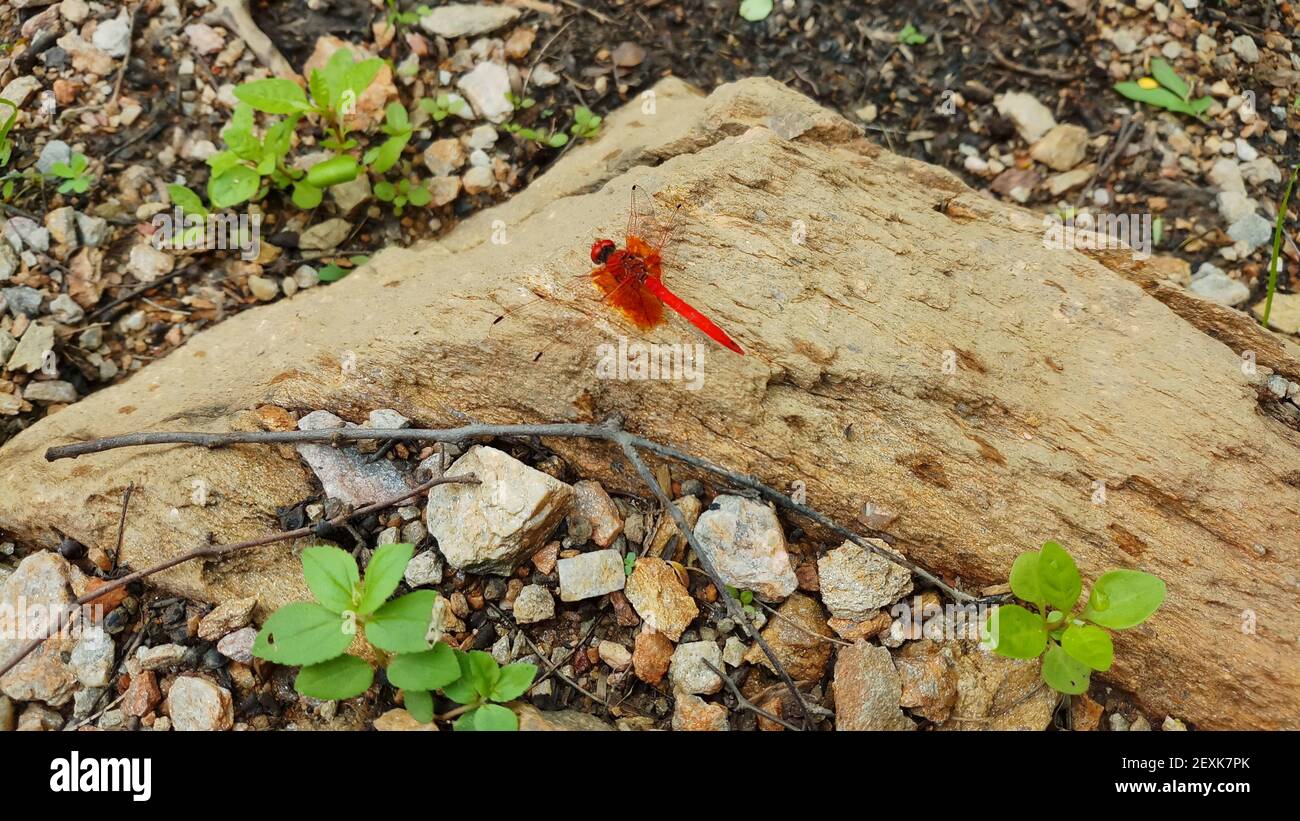 Una libellula Scarlet maschio appollaiata sulla roccia Foto Stock