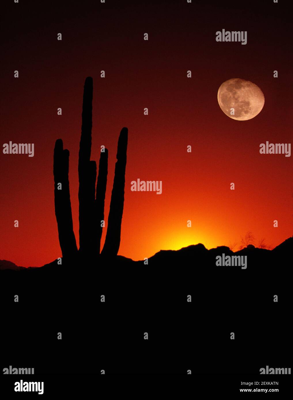 Deserto verticale cactus Saguaro la Luna Piena al tramonto sud-ovest americano Foto Stock