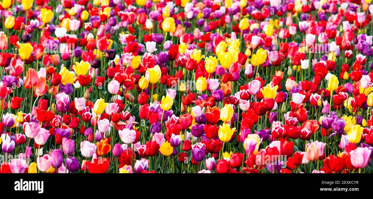 Campo di tulipani rosso giallo viola fiori bulbi Tulip Farm Foto Stock