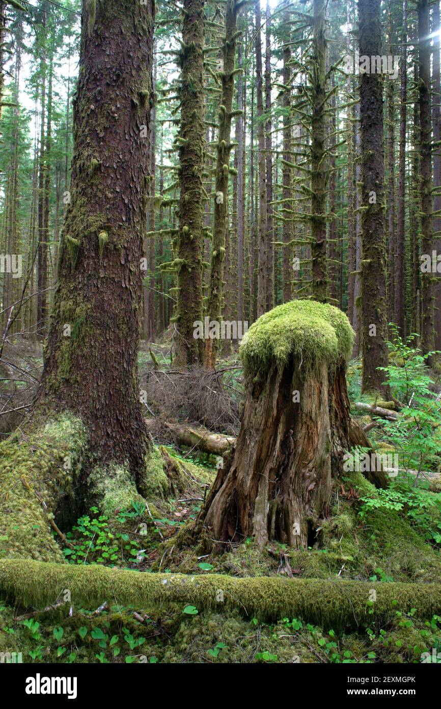 La morte della vecchia moncone della foresta pluviale porta una nuova vita di crescita Foto Stock