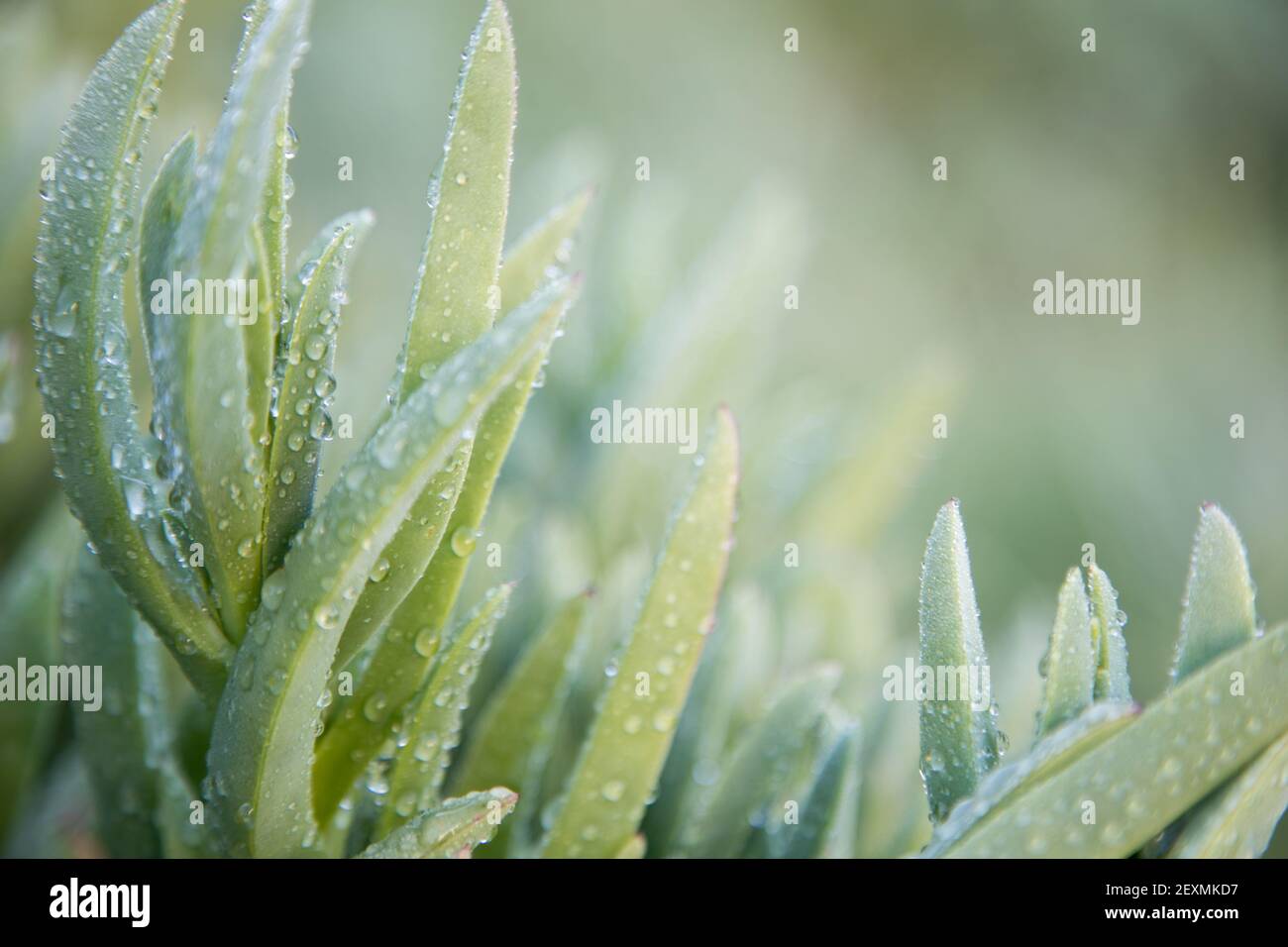 Piante di ghiaccio con rugiada mattutina Foto Stock