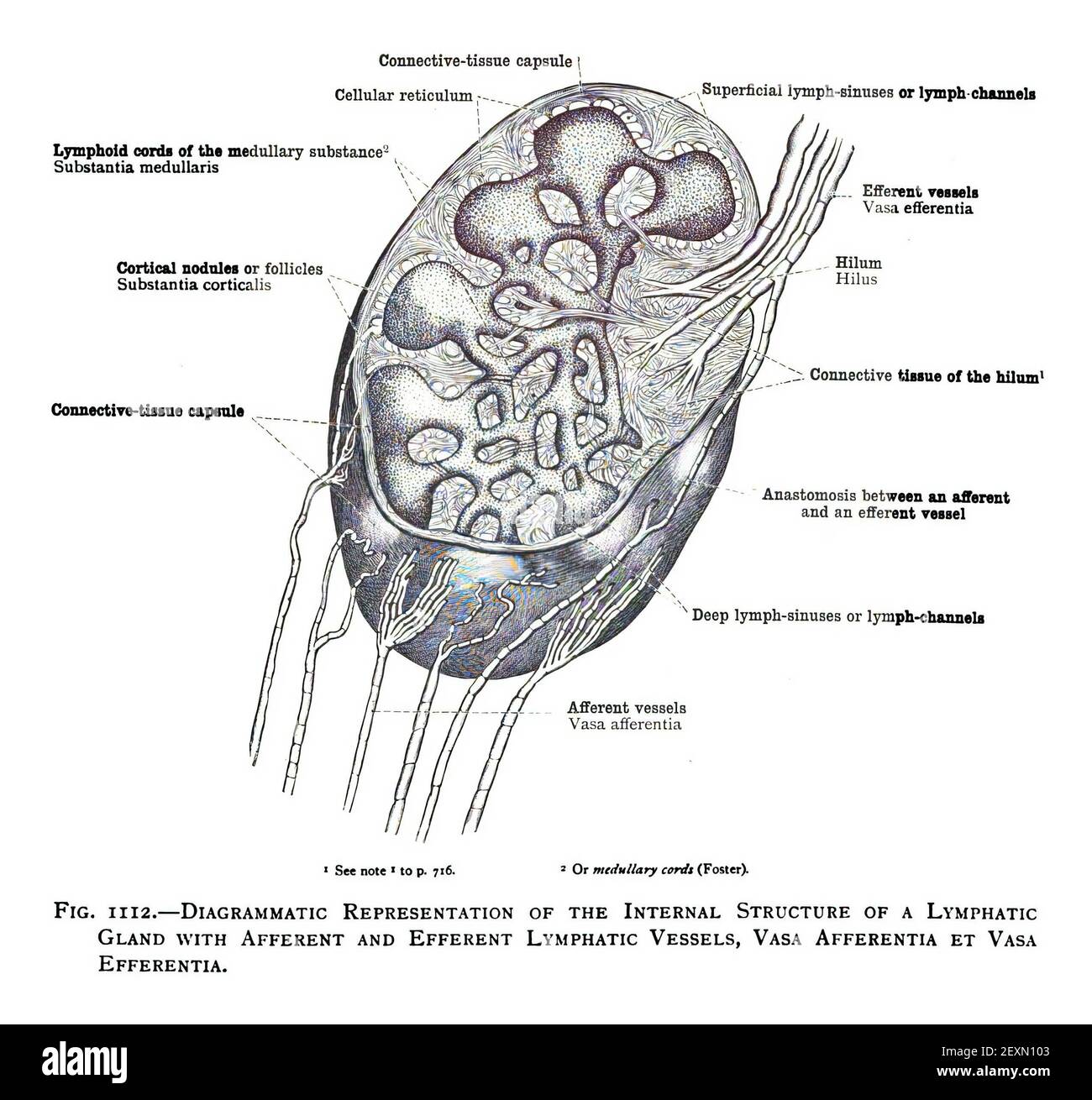 Un vecchio diagramma anatomico del 19 ° secolo di un umano o. Foto Stock