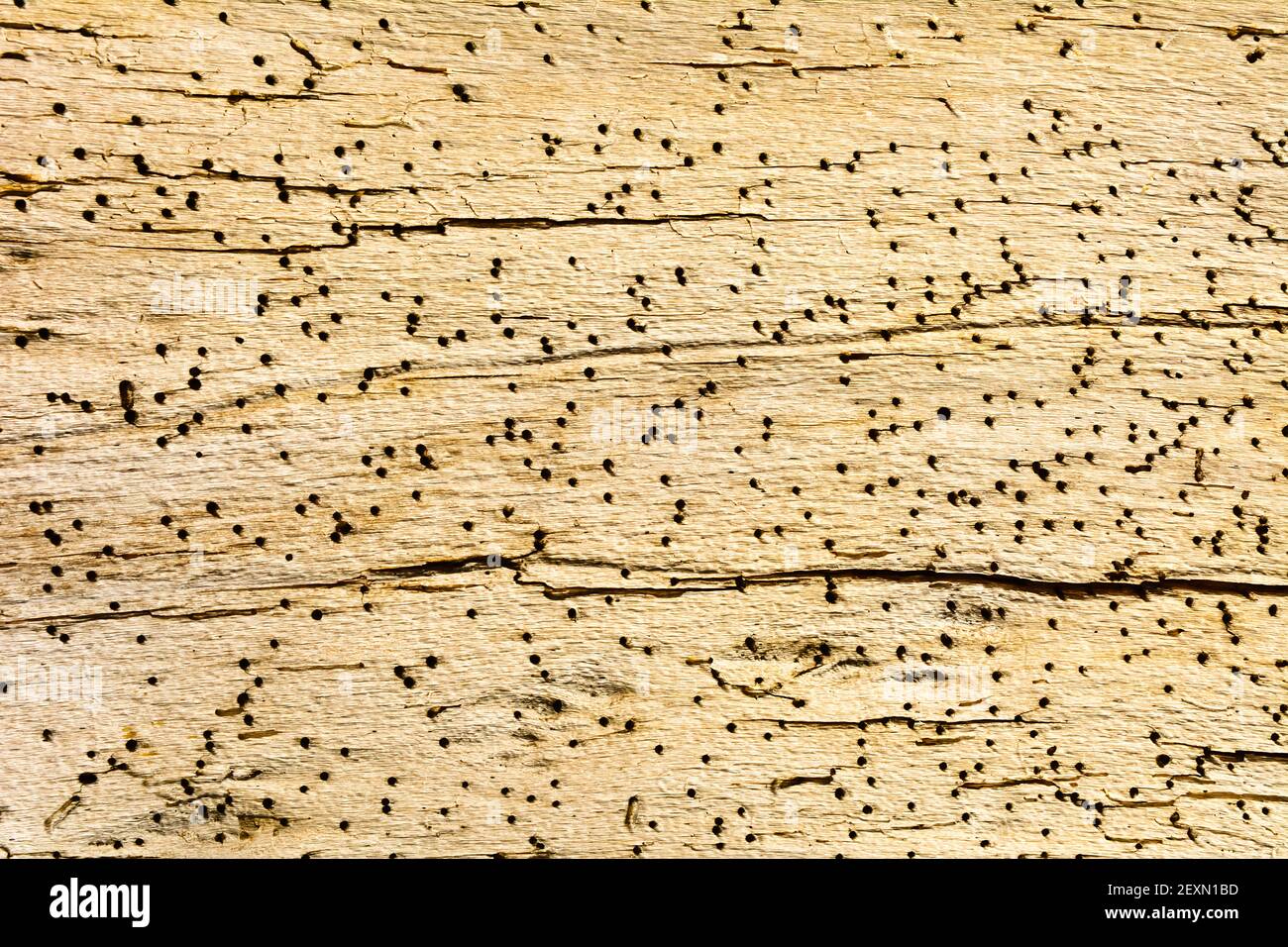 Vecchia tavola di legno morso da parassiti Foto Stock