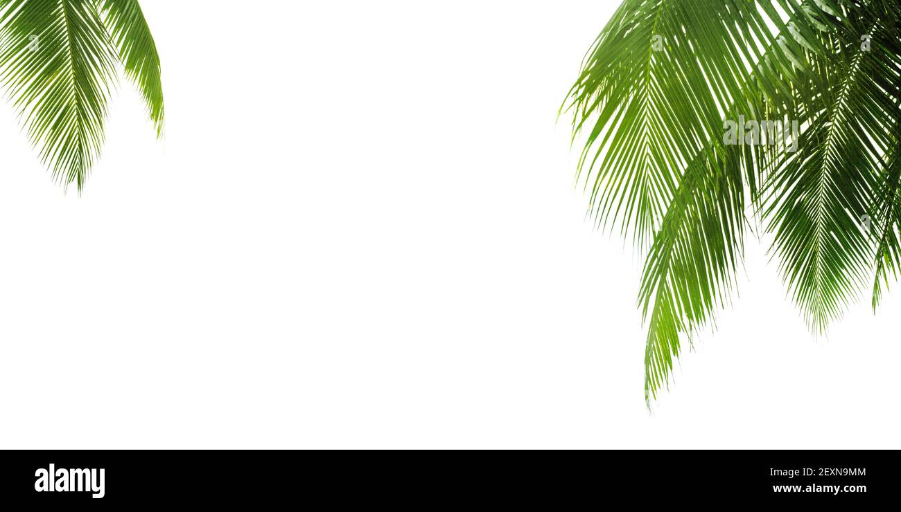 Foglie di palma verdi sfondo bianco closeup isolato, bordo d'angolo foglia di palma, cornice rami di palma, palma, bandiera tropicale fogliage, motivo esotico Foto Stock