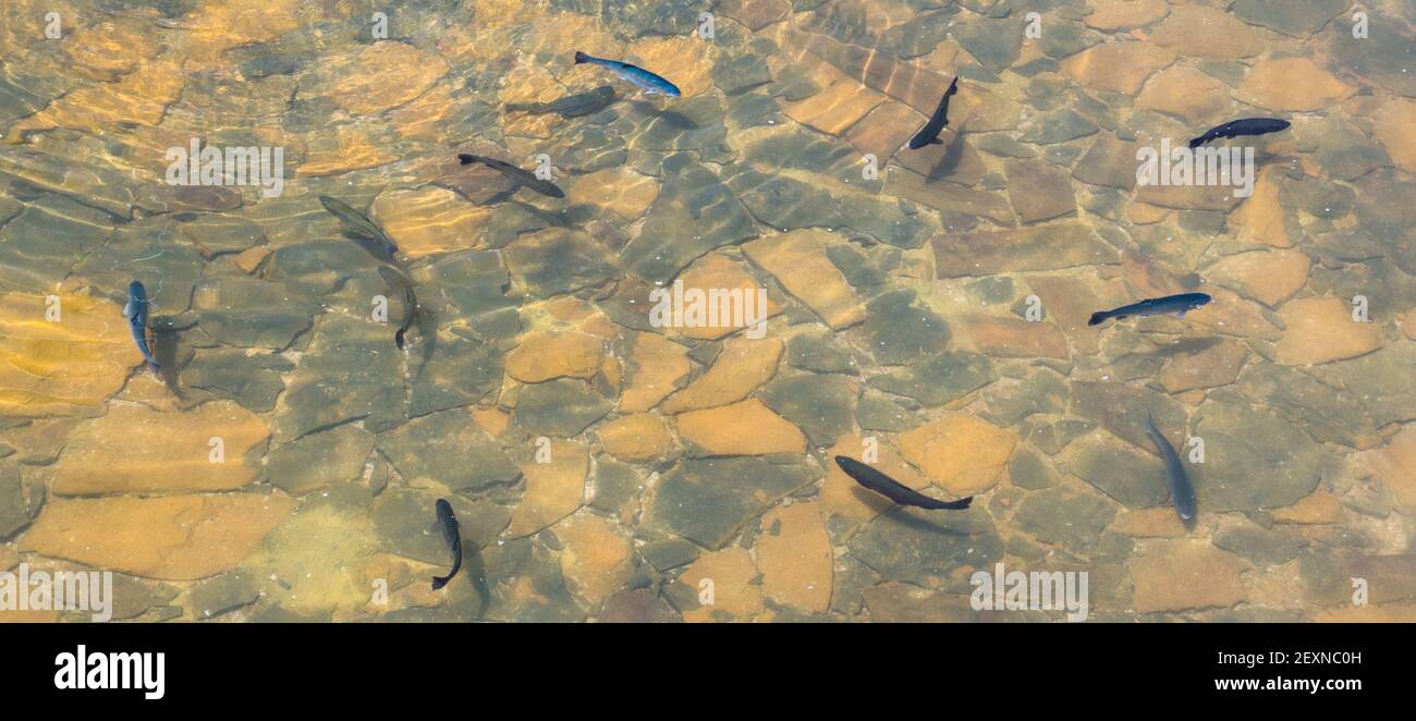 Un primo piano di piccoli pesci di trota in un lago Foto Stock