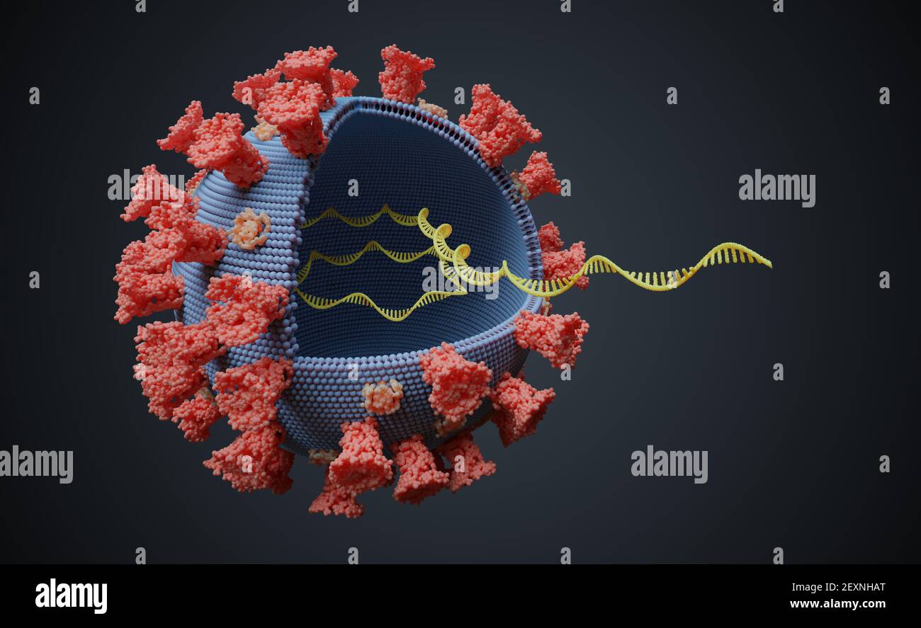 Virus con molecola di RNA all'interno. Concetto di genetica virale. Illustrazione con rendering 3D. Foto Stock