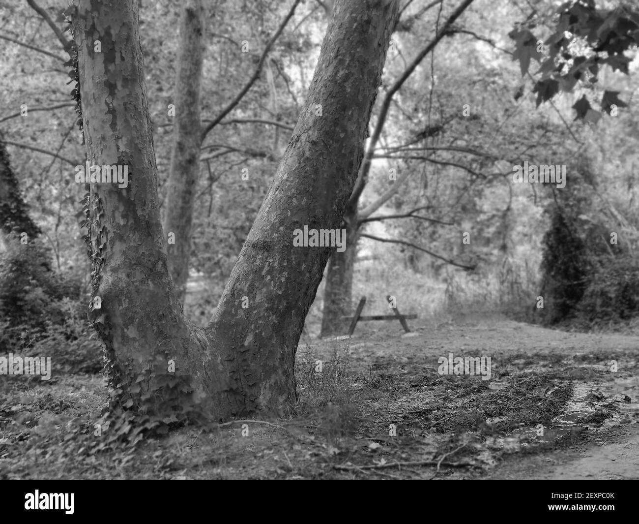 Un'immagine in scala di grigi di tronco di albero intrecciato Foto Stock