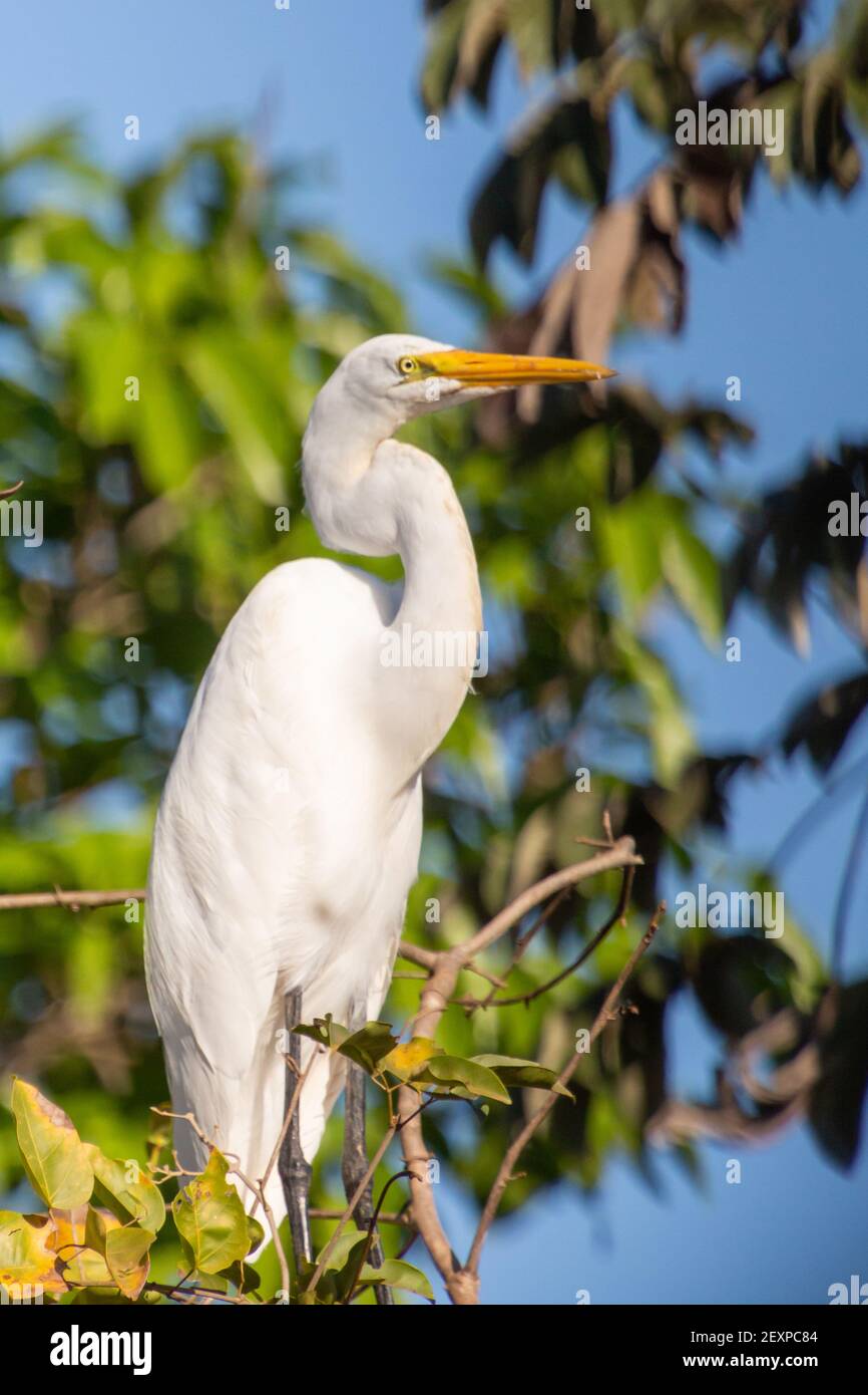 Egreo comune (Ardea alba) nel Pantanal settentrionale in Mato Grosso, Brasile Foto Stock