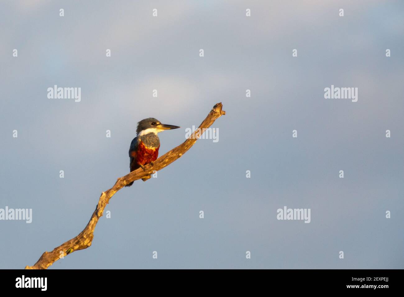 Birdwatching: Kingfisher ad anello singolo (Megaceryle torquata) seduto su un ramo di fronte al cielo blu nel Pantanal settentrionale in Mato Grosso, Brasile Foto Stock