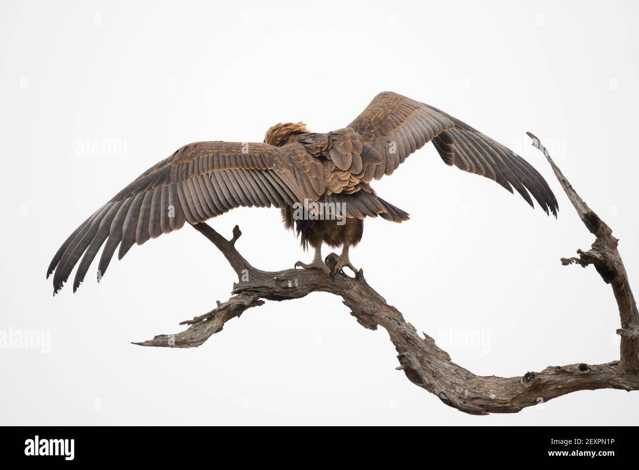 Aquila di Bateleur giovanile (Terathopius ecaudatus) con ali aperte allungate che mostrano la sua apertura alare mentre appollaiato un ramo di un albero nel selvaggio Foto Stock