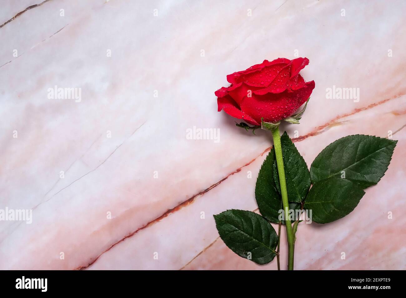 Rose rosse su una superficie in marmo con spazio per la copia e spazio per  il testo Foto stock - Alamy