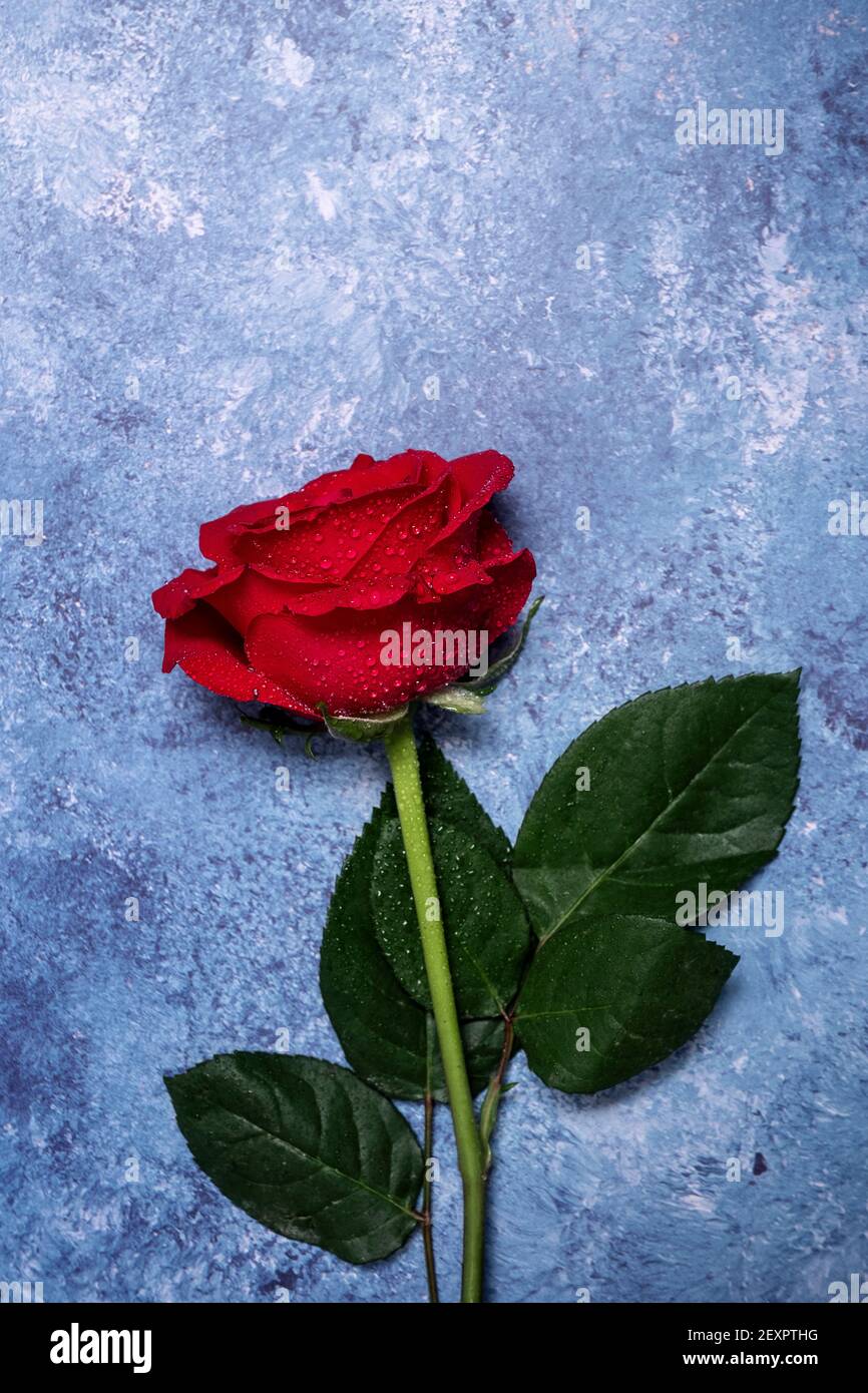 Rose rosse su sfondo blu testurizzato con spazio per la copia e spazio per  il testo Foto stock - Alamy