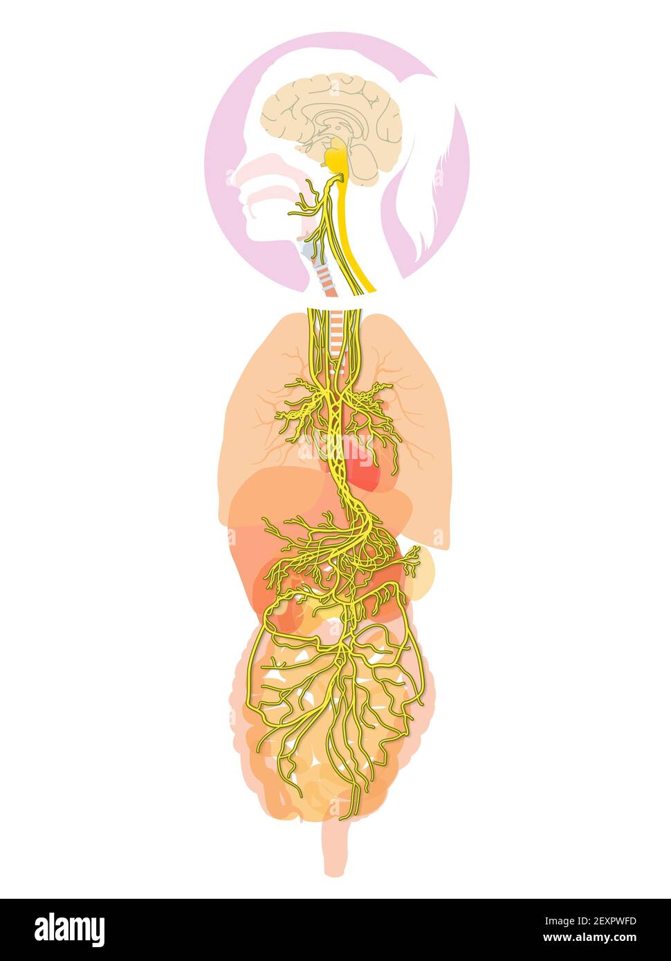 L'illustrazione 3D mostra il cervello e il nervo vagale attivo (Decimo nervo cranico o CN X) con organi umani Foto Stock