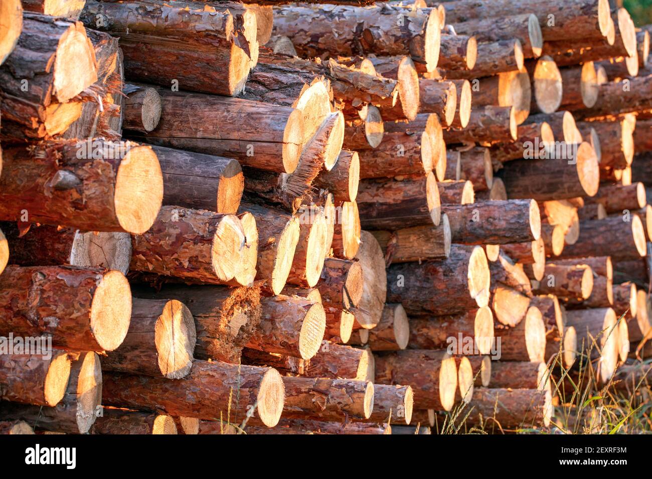 Tronchi di legno estratti dalla pineta giacciono su un pila Foto Stock