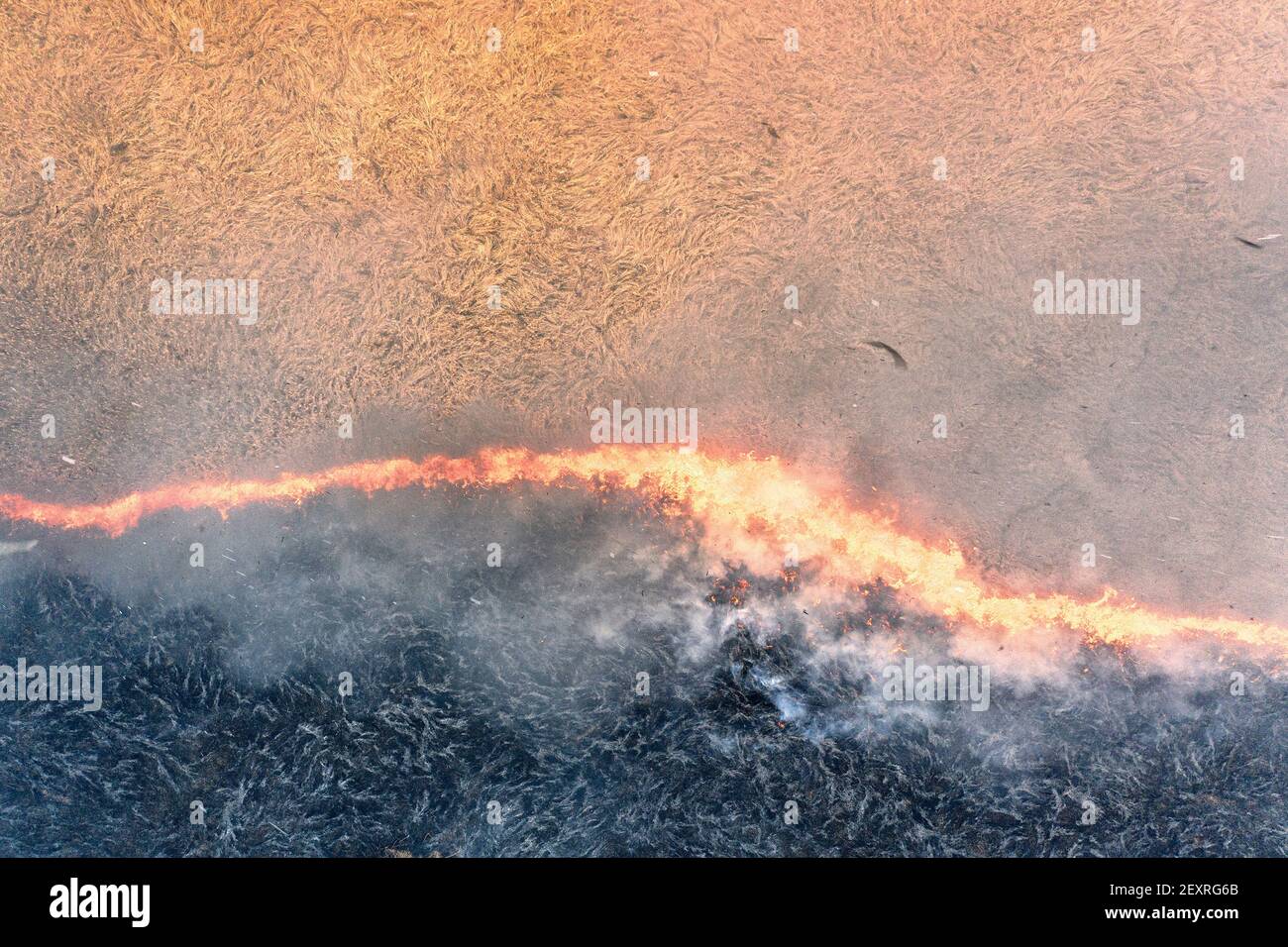 Tronchi di legno estratti dalla pineta giacciono su un pila Foto Stock