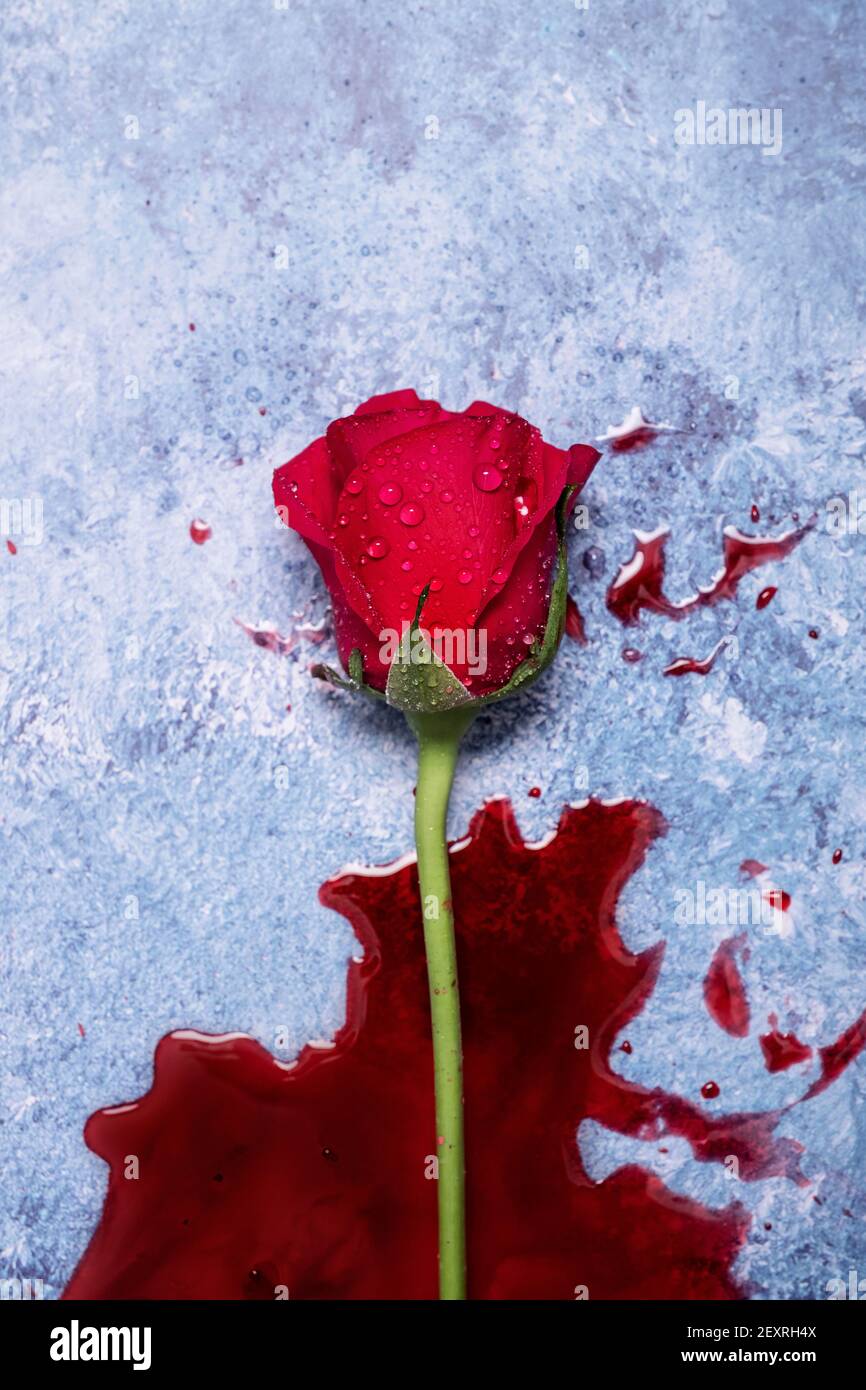 Rose rosse e sangue su sfondo blu con spazio per la copia e spazio per il testo Foto Stock